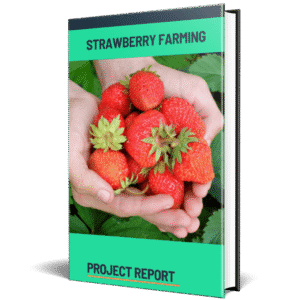 Strawberry Farming Project Report